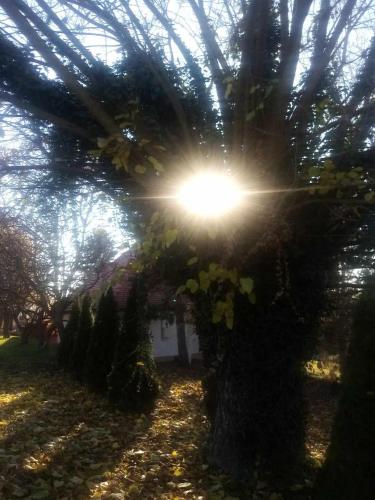 un árbol con el sol brillando a través de él en Kiskassa Vendégház 2, 