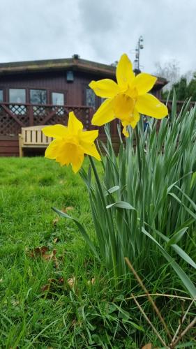 a couple of yellow flowers in the grass at Turtle Lodges 29 - Riverside in Builth Wells