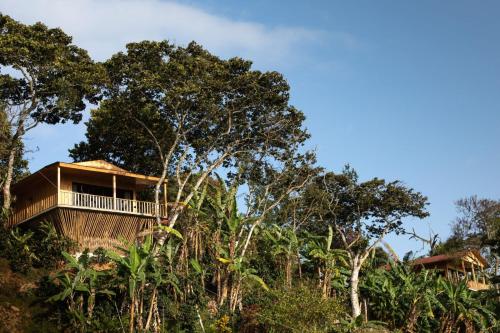a tree house in the middle of the forest at Cabañas Casa de Niebla in Pluma Hidalgo