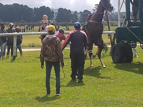 a group of people and a horse on the grass at T Bungalow in Nuwara Eliya