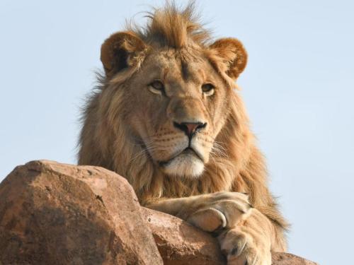 a lion sitting on top of a rock at Lions View Accommodation in Nelspruit