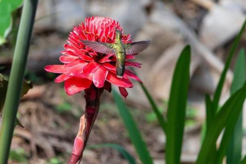 a butterfly sitting on top of a red flower at Casa Natalie in Prado