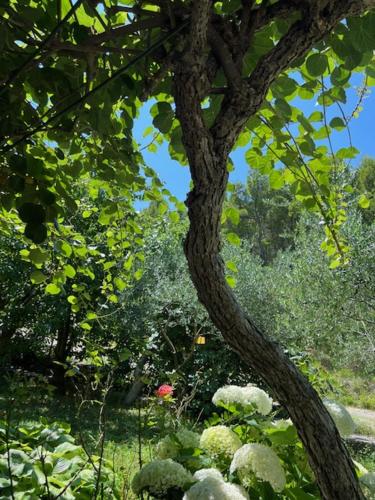 a tree in a garden with a bunch of flowers at Apartman Barićevi dvori in Tugare