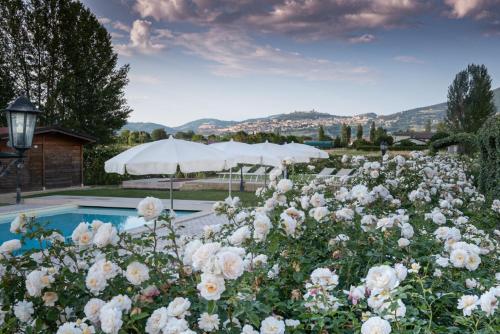 a garden of white roses next to a swimming pool at Il Fienile di Assisi in Assisi