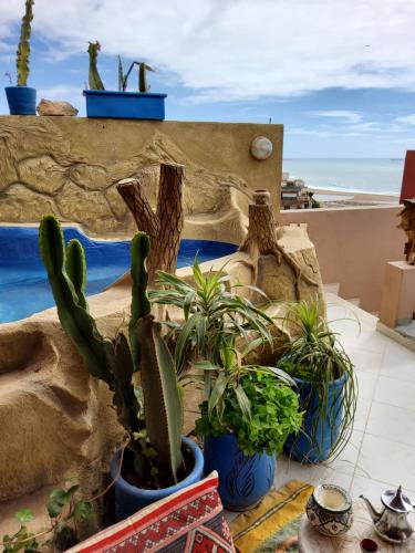 Surf & Salsa GuestHouse في أغادير: مجموعة من النباتات الفخارية الموجودة على الفناء