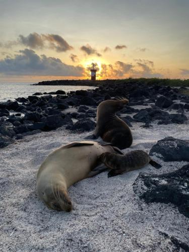 two seals on a rocky beach with a lighthouse in the background at Moonlight, Galápagos in San Cristobal