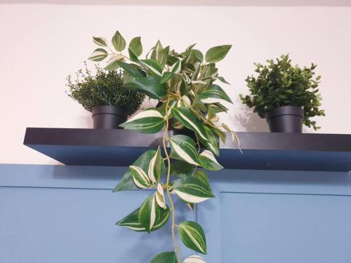 three potted plants sitting on a blue shelf at Hyde Park - Park Hill - Central - 2 Bedrooms - Free On-Site Parking - Netflix - Fast WiFi in Sheffield
