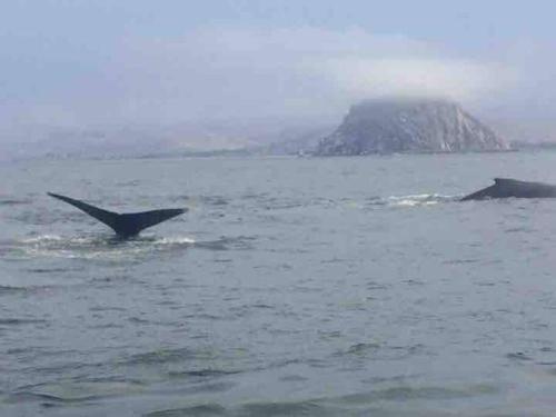 Φωτογραφία από το άλμπουμ του Pelican Place in Morro Bay σε Morro Bay
