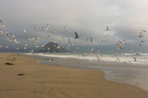 Φωτογραφία από το άλμπουμ του Pelican Place in Morro Bay σε Morro Bay