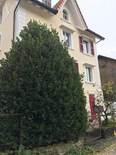 a large bush in front of a house at Le Houx in Comoret