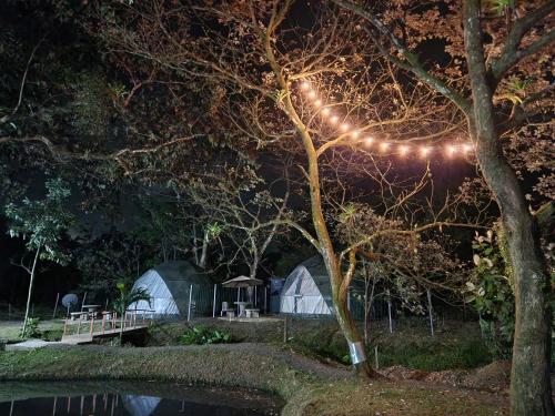 a group of tents with lights on a tree at night at Cabaña del Lago in Cuatro Esquinas