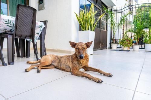 Ospiti di ORESCA Hostel con animali domestici