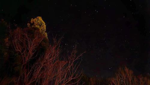 a night time picture of some trees and branches at ゲストハウス奥屋敷城内 in Kinko