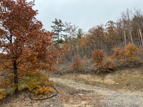 a dirt road with a tree on the side at karakolev 3 in Obrochishte