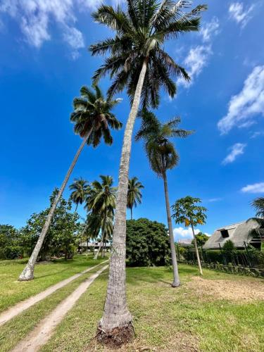 two palm trees in a field with a blue sky at Pae Miti Beach house - white sand beach - Tahiti - 7 people in Punaauia