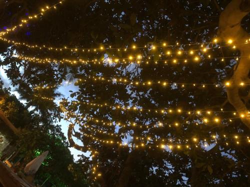 une série de lumières suspendues à un arbre dans l'établissement Sabali, à Praia do Tofo