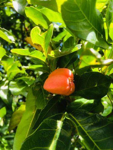 Un peperoncino rosso cresce su un albero di Sabali a Praia do Tofo