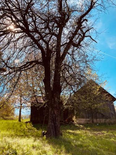 a tree in a field next to a barn at Tradičná kopaničiarska chalupa in Košariská-Priepasné