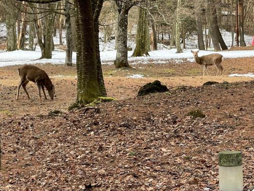 two deer are grazing in a forest with snow at Motosu Phoenix Hotel in Fujikawaguchiko