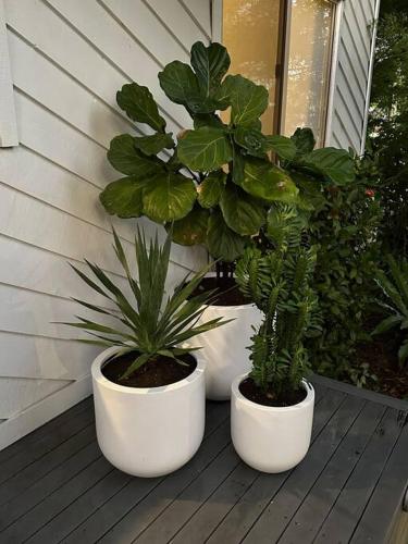 two potted plants are sitting on a porch at The Tree House Byron Bay in Byron Bay