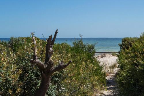 a tree on a beach with the ocean in the background at Ti Tree House - Live like a Bonbeach Local in Melbourne