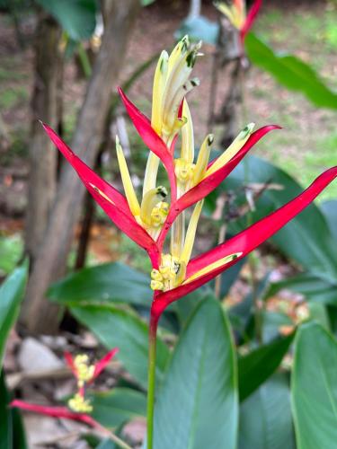 a red and yellow flower on a plant at ATITAUTU Guest House in Tautira