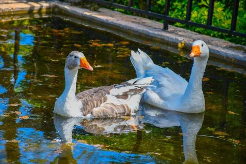 Gallery image of Gatville Serene Gardens in Kiserian