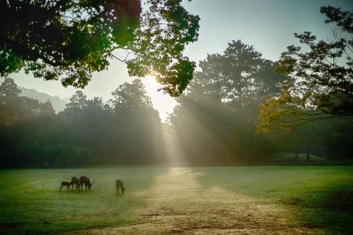 a group of horses grazing in a field with the sun shining at Hotel OBANA in Nara