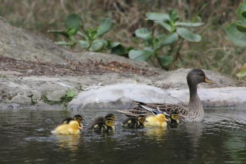 a duck with her brood of ducklings in the water at Glenda's Guest Suites in Midrand