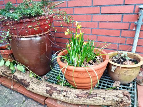 three potted plants sitting next to a brick wall at Ediths Haus in Rhauderfehn