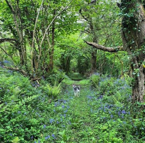 a dog walking through a forest with blue flowers at Secluded woodland annex between Mylor and Flushing in Falmouth