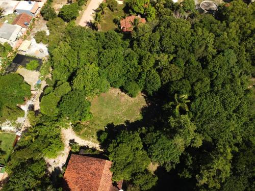 Vue de tête d'une forêt d'arbres dans l'établissement Espaço Pé de Mangaba - Natureza e Simplicidade, à Cumuruxatiba