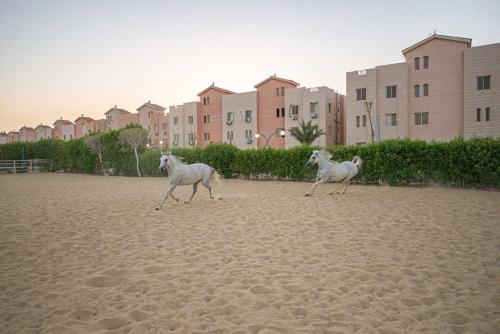 two horses running on the beach in front of buildings at Nozha Beach - Ras Sudr in Ras Sedr