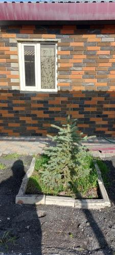 a tree in front of a building with a window at ARBA hotel in Yerevan