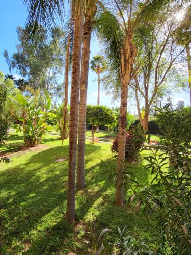 un grupo de palmeras en un parque en Appartement Oxygène Marrakech Sun en Marrakech