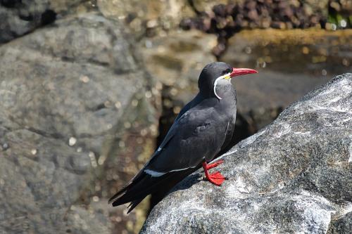 a black bird sitting on top of a rock at Rincones del Placer, un lugar repleto cariño in Valparaíso