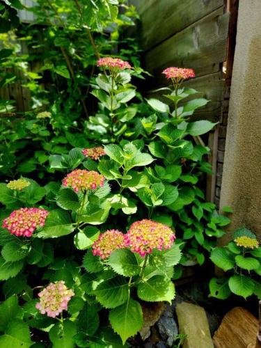 a garden with pink flowers and green plants at Nogataの商店街の一角にあるちいさな隠れ家　忘覚庵 in Nōgata