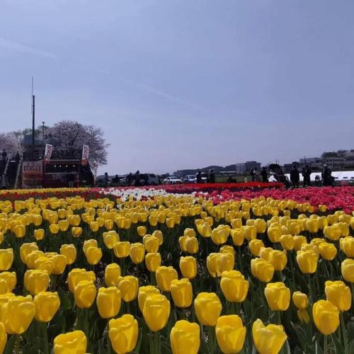 a field of yellow tulips in a field at Nogataの商店街の一角にあるちいさな隠れ家　忘覚庵 in Nōgata