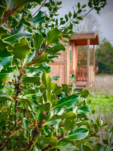 a bush in front of a small wooden house at Roulotte Seventies in Orbec-en-Auge