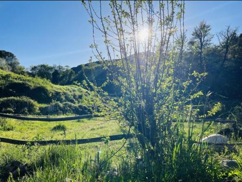 a field of grass with the sun in the background at Cabane in Olivese