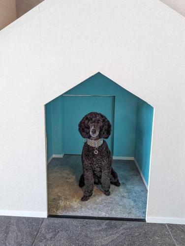 a poodle sitting in the corner of a room at Doggo伊豆　愛犬と過ごす最高の時間の為に造られた貸切宿。温泉、プライベートドッグランで最高の一時を。 in Ito