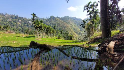 a reflection of a rice field in a body of water at Forest Rawana homestay Ella in Ella
