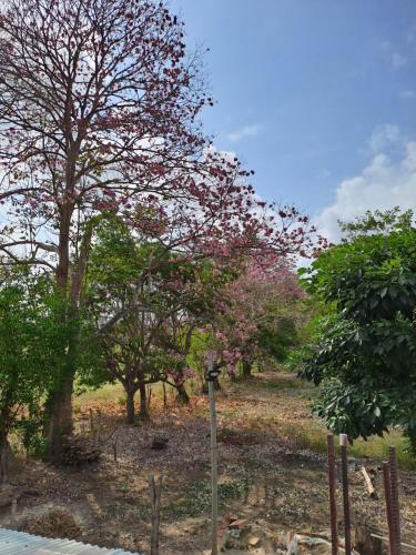 a parking meter in front of trees with pink flowers at DONDE...MONIK in Arboletes