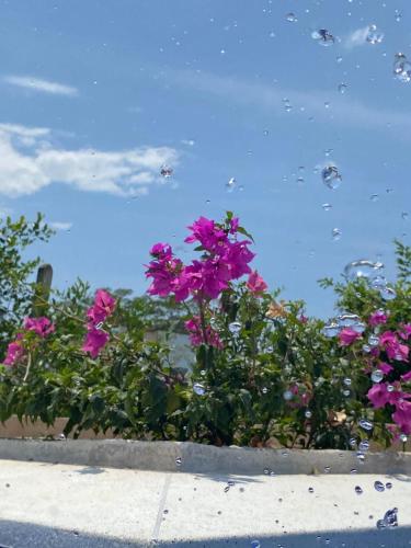a bunch of pink flowers sitting on the side of the road at Villa con piscina privada y zona bbq en condominio in Carmen de Apicalá