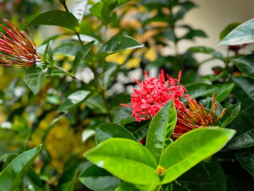 a red flower on a bush with green leaves at Promo ! La Villa Armony, Havre de Paix avec Jardin Privé ! in Lamentin