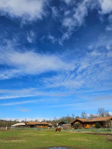 a horse in a field under a blue sky at Bosquey Ranch B&B in Alice Castello