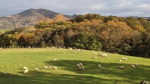 a herd of sheep grazing in a field at Maison typique Basque en pleine campagne in Saint-Pée-sur-Nivelle