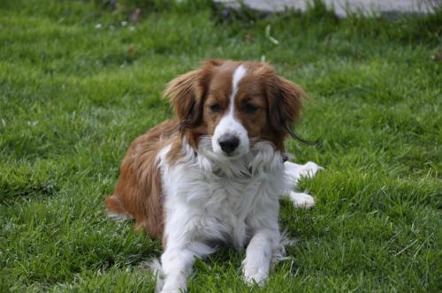 a brown and white dog laying in the grass at Haus Voithofer in Sankt Johann im Pongau