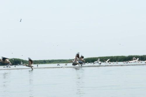 a group of birds flying over the water on the beach at La Raducu in Chilia Veche