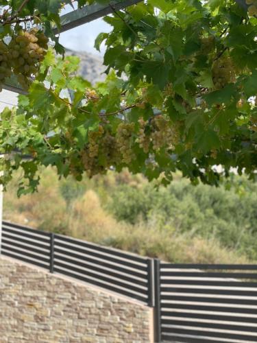a fence with a bunch of grapes hanging from a tree at Gabrijel Apartments Makarska 2 in Makarska